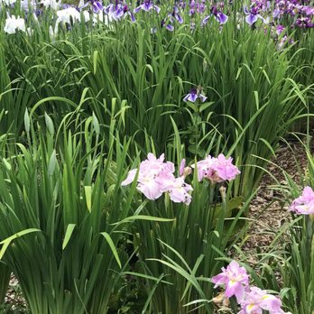 Bellevue Botanical Garden - So pretty - mid-June irises - Botanical Gardens Near Me - Bellevue, Washington