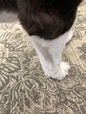 Dogma Grooming + Pet Needs by null