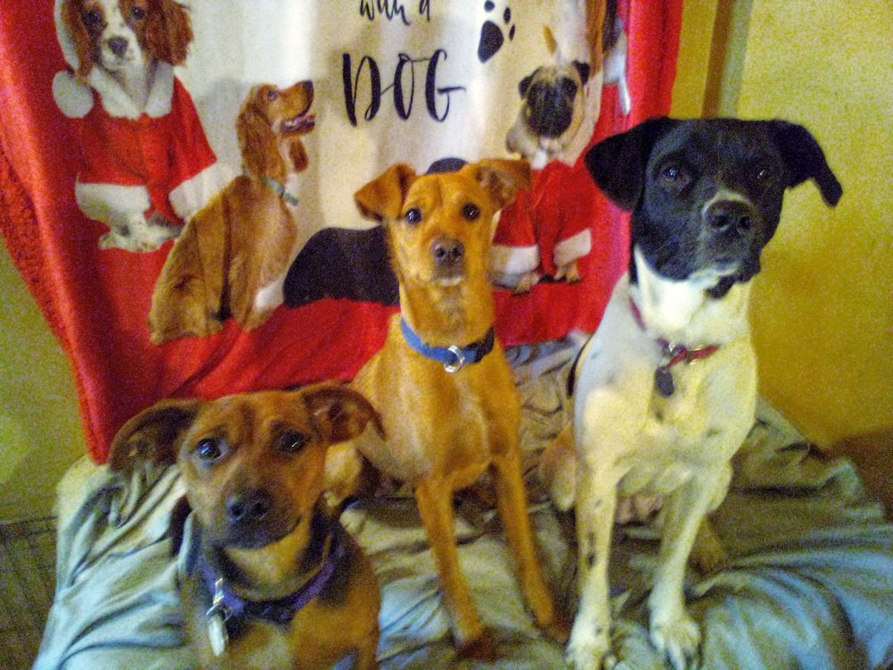 Food from Fish Bowl Bar and Grill