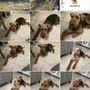 Photo of Paws Fur Love Mobile Grooming