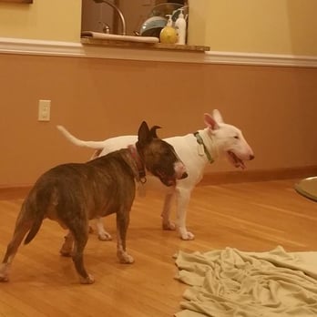 Camp Ruff Ruff - Pet Training Near Me - Staten Island, New York