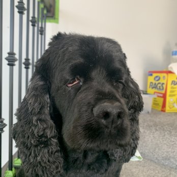 Groom Huntley - Pet Groomers Near Me - Huntley, Illinois