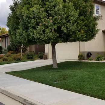 Quality Tree Service - Before - Tree Services Near Me