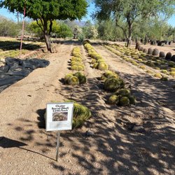 North Scottsdale Nursery and Cactus - The cactus garden.