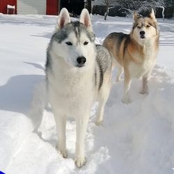 Wood County Humane Society - vary cute huskeys up