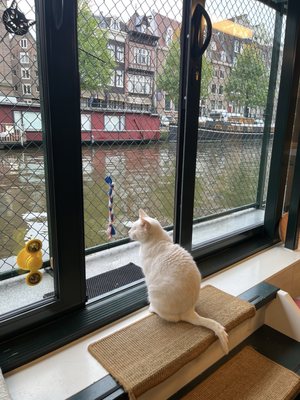 De Poezenboot by null