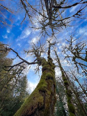 Twin Falls Natural Area by null