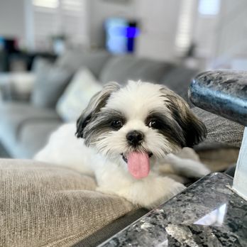 IWubMyPets - Paco Taco - Pet Sitting Near Me - Downey, California