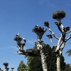 Parc de l'Orangerie