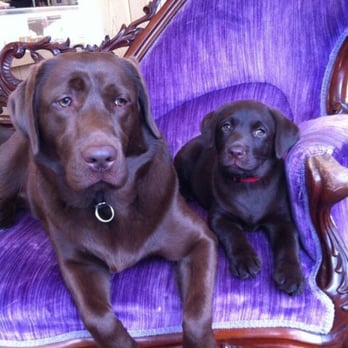 The Village Dog - our two love muffins, Lucy and Naini! - Pet Boarding Near Me - Wilmette, Illinois