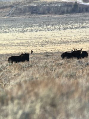 Backcountry Safaris by null