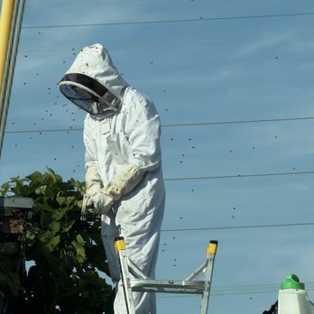 Invasive Pest Control - Pest Control Near Me - Long Beach, California