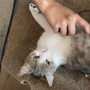 Cat & Craft - So cute - Coffee & Tea Near Me - Vista, California Cat & Craft - So cute - Coffee & Tea Near Me - Vista, California
