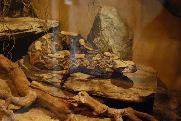 Natural History Museum by null