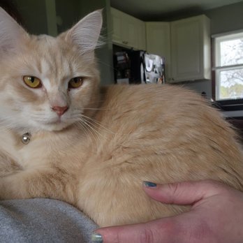Fox River Animal Wellness Center LLC - Veterinarians Near Me - Elgin, Illinois Fox River Animal Wellness Center LLC - Veterinarians Near Me - Elgin, Illinois