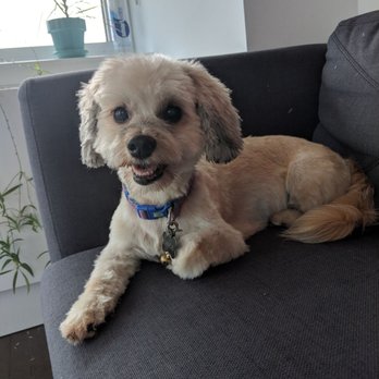 Frank's Perfect Paws - Happy dog, happy mom! - Pet Groomers Near Me