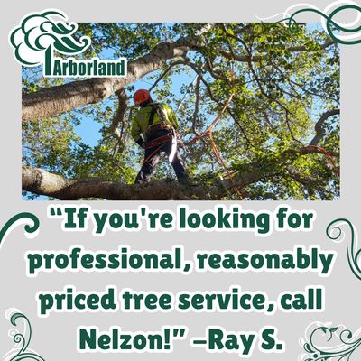 "If you're looking for professional, reasonably priced..." - Tree Pruning Emergency Services Tree Removal View Enhancement Stump Grinding Brush Chipping Shrubs & Hedges Cabling Tree Service Arborists "If you're looking for professional, reasonably priced..." - Tree Pruning Emergency Services Tree Removal View Enhancement Stump Grinding Brush Chipping Shrubs & Hedges Cabling Tree Service Arborists