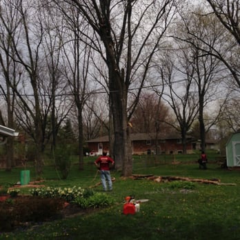 Coleman Lawn and Tree Services - That's the team up in the tree cutting it down. - Tree Services Near Me - Springfield, Ohio