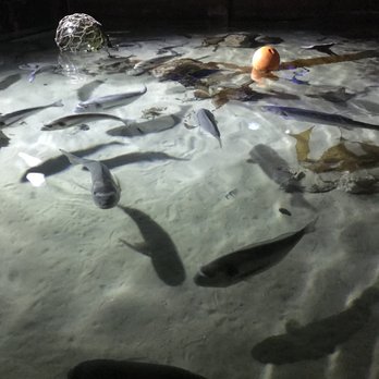 Sealife - Aquariums Near Me - London, XGL