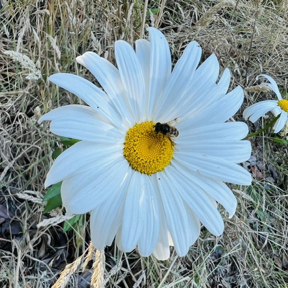 Sonoma Coast Villa - A pretty daisy and bee I spotted on the property - Hotels Near Me - Bodega, California Sonoma Coast Villa - A pretty daisy and bee I spotted on the property - Hotels Near Me - Bodega, California