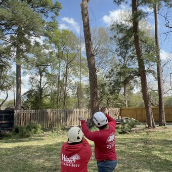 Wilbers Tree service - Tree Services Near Me - Houston, Texas Wilbers Tree service - Tree Services Near Me - Houston, Texas