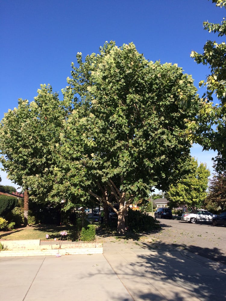 The Tree Specialist - tree service in San Jose, CA