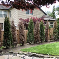 Forest Landscape Nursery