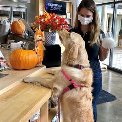 Just Food For Dogs