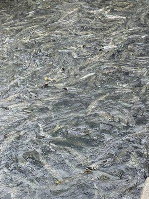 DIPAC Macaulay Salmon Hatchery by null