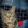 Photo of Amelia Grace Animal Hospital