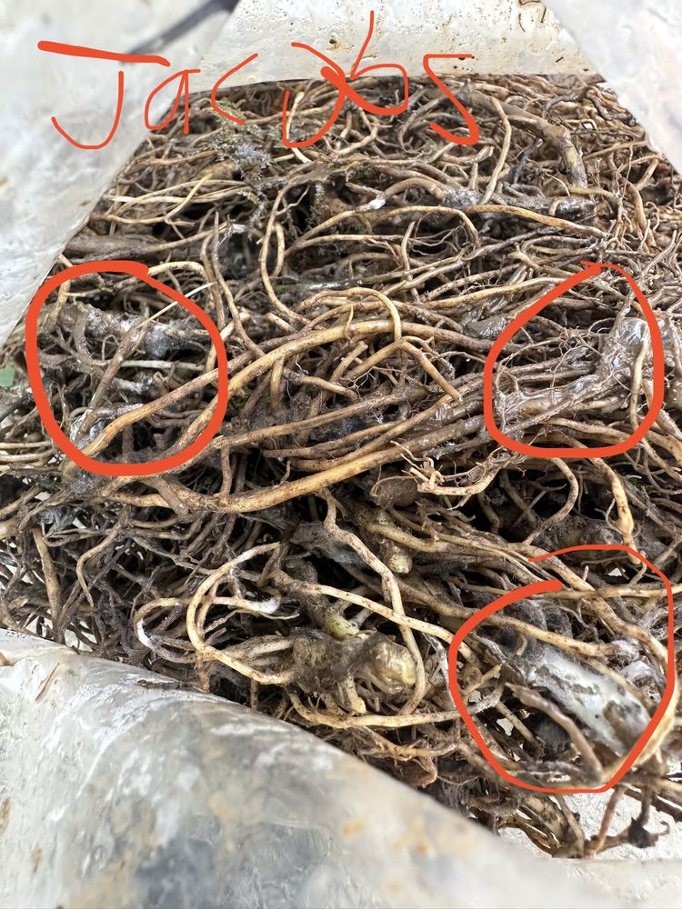 TN NURSERY 103 Photos & 224 Reviews Altamont, Tennessee Nurseries