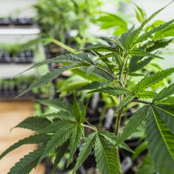 Kind Heart Collective - Best clone selection in the state - Cannabis Dispensaries Near Me - Portland, Oregon Kind Heart Collective - Best clone selection in the state - Cannabis Dispensaries Near Me - Portland, Oregon
