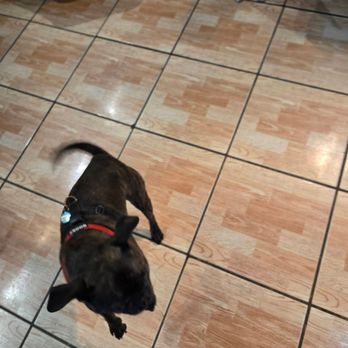 Universal Dog Care Orlando - Dog Walkers Near Me - Orlando, Florida