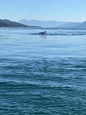 Above and Beyond Alaska by null