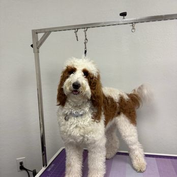 Groom Masters 805 - From "shaggy".... - Pet Groomers Near Me - Ventura, California Groom Masters 805 - From "shaggy".... - Pet Groomers Near Me - Ventura, California