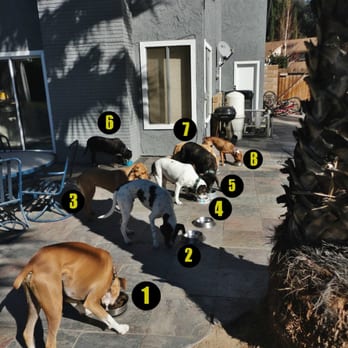 The Doug Walker Dog Training - Eight dogs all eating together at the same time, no guarding, no fighting. - Pet Training Near Me The Doug Walker Dog Training - Eight dogs all eating together at the same time, no guarding, no fighting. - Pet Training Near Me