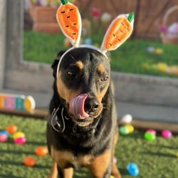 Puppy Playground Giftly Email, Text or Print, 5266 E 65th St