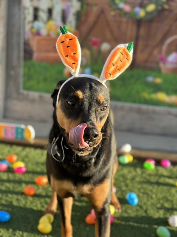 Puppy Playground - pet boarding facility in Indianapolis, IN