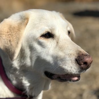 Apricot Veterinary Clinic - Her last day with us - Veterinarians Near Me - Patterson, California Apricot Veterinary Clinic - Her last day with us - Veterinarians Near Me - Patterson, California