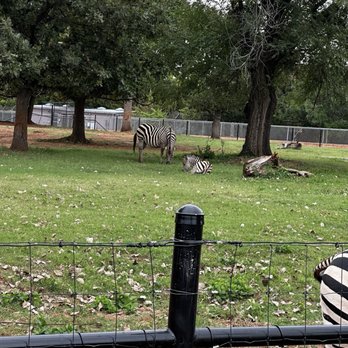 Oklahoma City Zoo - Zebras - Zoos Near Me - Oklahoma City, Oklahoma Oklahoma City Zoo - Zebras - Zoos Near Me - Oklahoma City, Oklahoma