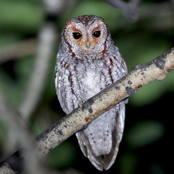 Mountain West Birding Company - Flammulated Owl in Utah