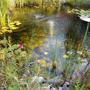 Springbrook Inn - Frog pond - Hotels Near Me - Prudenville, Michigan