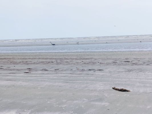 Sea Rim State Park by null