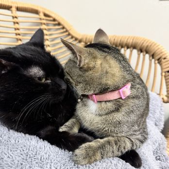 Cat Zen Cafe and Lounge - Pet Adoption Near Me - Saint Charles, Missouri