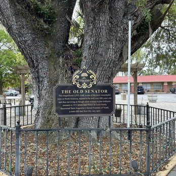 The Old Senator Tree - Landmarks & Historical Buildings Near Me - Saint Augustine, Florida The Old Senator Tree - Landmarks & Historical Buildings Near Me - Saint Augustine, Florida