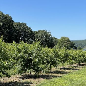 Holmberg Orchards - The groves. - Fruits & Veggies Near Me - Gales Ferry, Connecticut