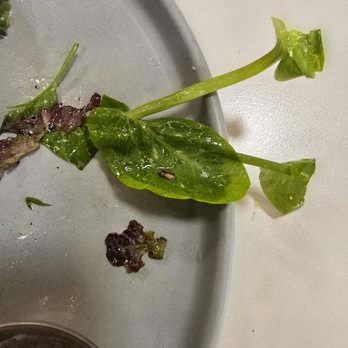 Yang’s Kitchen - Bug in the salad - Asian Fusion Near Me - Alhambra, California Yang’s Kitchen - Bug in the salad - Asian Fusion Near Me - Alhambra, California