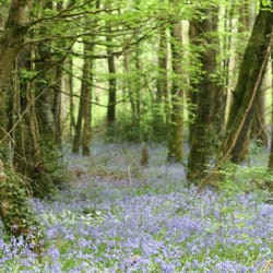 Killinthomas Wood
