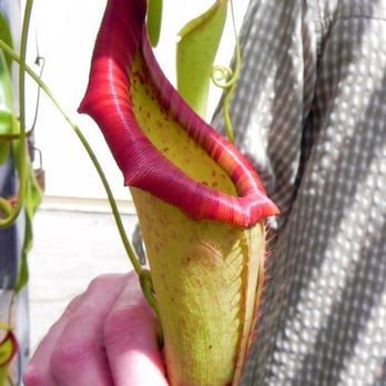 Biology Greenhouse Complex - There are over 120 different types of nepenthes, and Cal State Fullerton's greenhouses are home to several species of them. - Colleges & Universities Near Me - Fullerton, California Biology Greenhouse Complex - There are over 120 different types of nepenthes, and Cal State Fullerton's greenhouses are home to several species of them. - Colleges & Universities Near Me - Fullerton, California