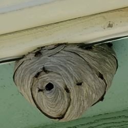 Pacific Pest Management